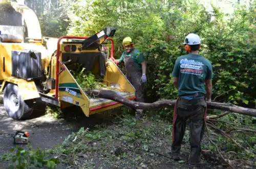 tree services Haines City